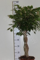 Фикус Ficus Bushy Prince