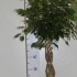 Фикус Ficus Bushy Prince Фикус Ficus Bushy Prince