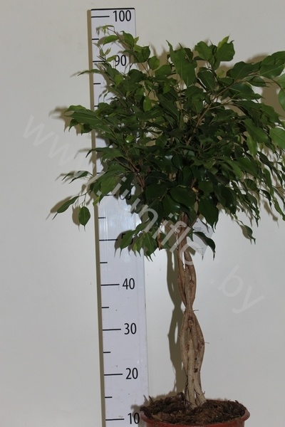 Фикус Ficus Bushy Prince
