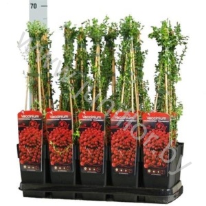 Черника Vaccinium Macrocarpon