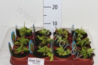 Дионея Dionaea Muscipula