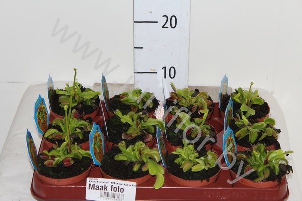 Дионея Dionaea Muscipula