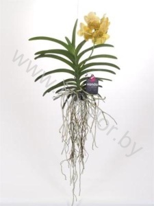 Ванда Orchidee Vanda Yellow Magic