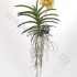 Ванда Orchidee Vanda Yellow Magic Ванда Orchidee Vanda Yellow Magic