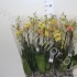 Фаленопсис Phal Karin Aloha 2-tak Фаленопсис Phal Karin Aloha 2-tak