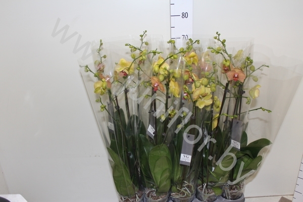 Фаленопсис Phal Karin Aloha 2-tak Фаленопсис Phal Karin Aloha 2-tak
