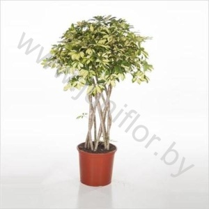 Шеффлера Schefflera Trinette Koker