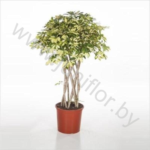 Шеффлера Schefflera Trinette Koker Шеффлера Schefflera Trinette Koker