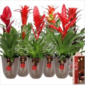 Бромелия Bromelia Classic Coziness Roma+Hanger