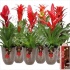 Бромелия Bromelia Classic Coziness Roma+Hanger Бромелия Bromelia Classic Coziness Roma+Hanger