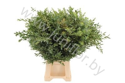 Эвкалипт Парвифолия Gr Euc Parvi Эвкалипт Парвифолия Gr Euc Parvi