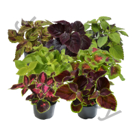 Колеус Coleus Hybrida Mix