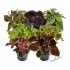 Колеус Coleus Hybrida Mix Колеус Coleus Hybrida Mix