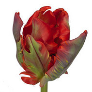 Rococo.jpg Тюльпан Rococo