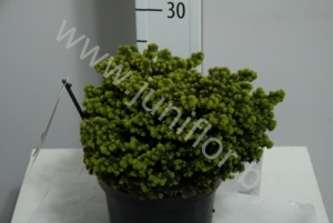 Ель Picea Little Gem