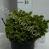 Ель Picea Little Gem