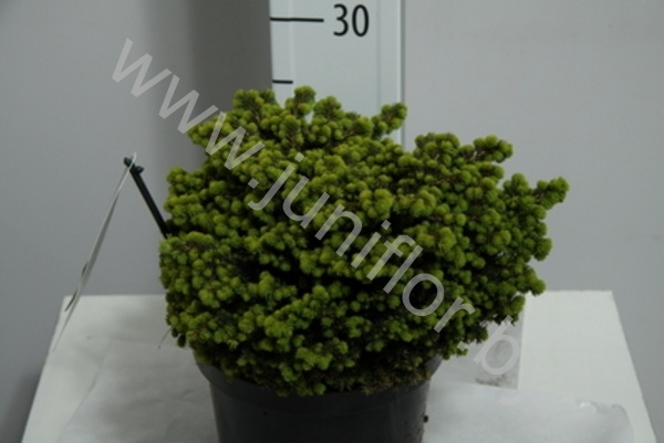 Ель Picea Little Gem