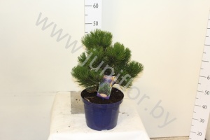 Ель Pinus Mugo Mops