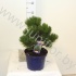 Ель Pinus Mugo Mops