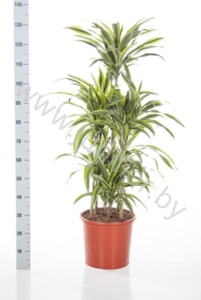 Драцена Dracaena Lemon Lime Carrousel