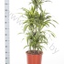 Драцена Dracaena Lemon Lime Carrousel Драцена Dracaena Lemon Lime Carrousel