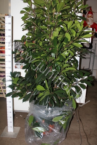 Фикус Ficus Cyathistipula 6pp