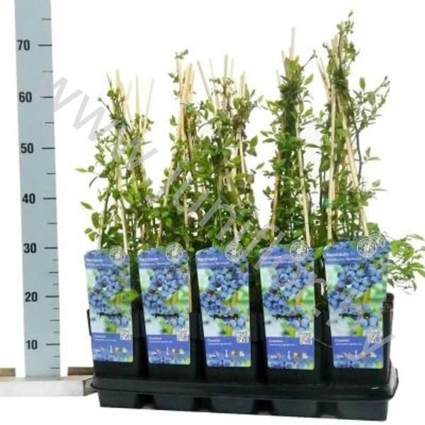 Черника Vaccinium Northland
