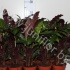Калатея Calathea Elgergrass Калатея Calathea Elgergrass