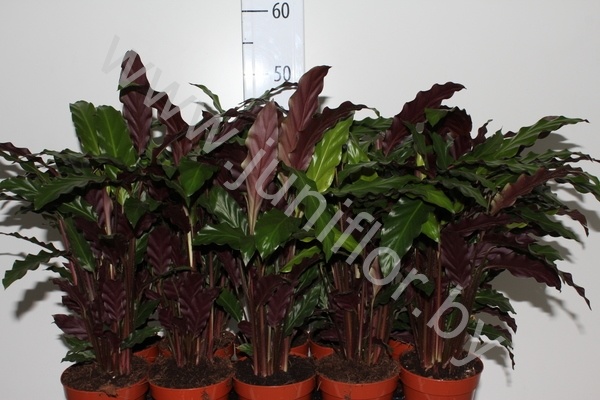 Калатея Calathea Elgergrass