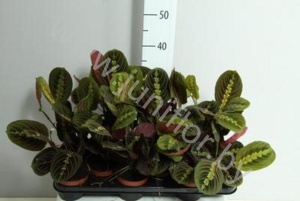 Марантацея Marantacea Fascinator (Tricolor)