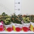 Каланхоэ Kalanchoe Calandiva Gemengd Каланхоэ Kalanchoe Calandiva Gemengd