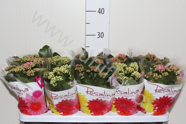 Каланхоэ Kalanchoe Calandiva Gemengd