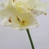 Амарилис Amarryllis Cream Амарилис Amarryllis Cream