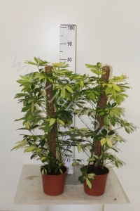 Шеффлера Schefflera Trinette mosspole