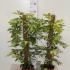 Шеффлера Schefflera Trinette mosspole Шеффлера Schefflera Trinette mosspole