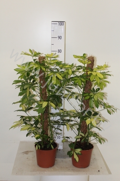 Шеффлера Schefflera Trinette mosspole Шеффлера Schefflera Trinette mosspole