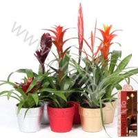 Бромелия Bromelia In Kerstkeramiek 10cm