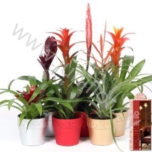 Бромелия Bromelia In Kerstkeramiek 10cm