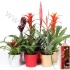 Бромелия Bromelia In Kerstkeramiek 10cm Бромелия Bromelia In Kerstkeramiek 10cm