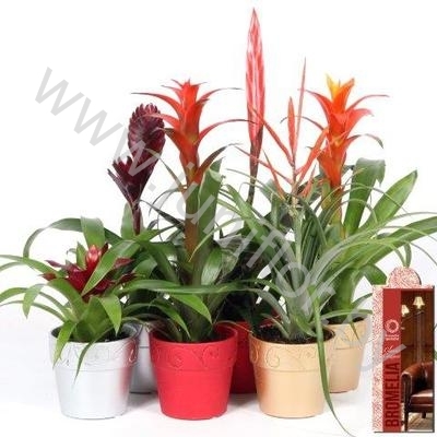 Бромелия Bromelia In Kerstkeramiek 10cm