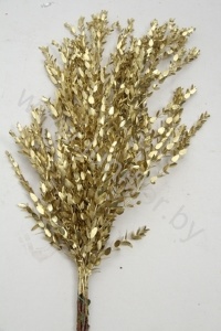 Эвкалипт Парвифолия Голд Gr Euc Parvi p Gold