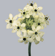 Орнитогалум Ornithogalum Arabicum
