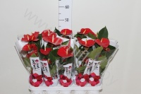 Антуриум Almera (Red)