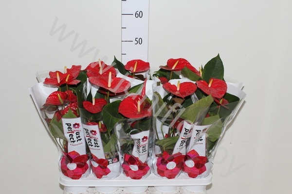 Антуриум Almera (Red)