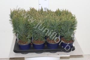 Кипарис Chamaecyparis Snow White
