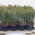 Кипарис Chamaecyparis Snow White