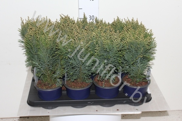 Кипарис Chamaecyparis Snow White