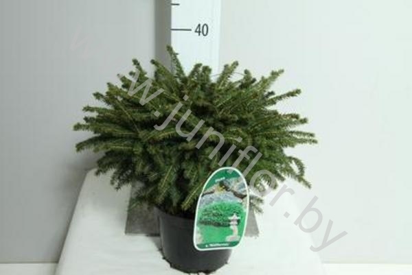 Ель Picea Nidiformis