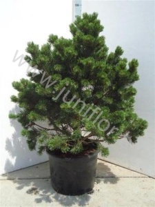 Ель Pinus Compact Gem