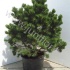 Ель Pinus Compact Gem